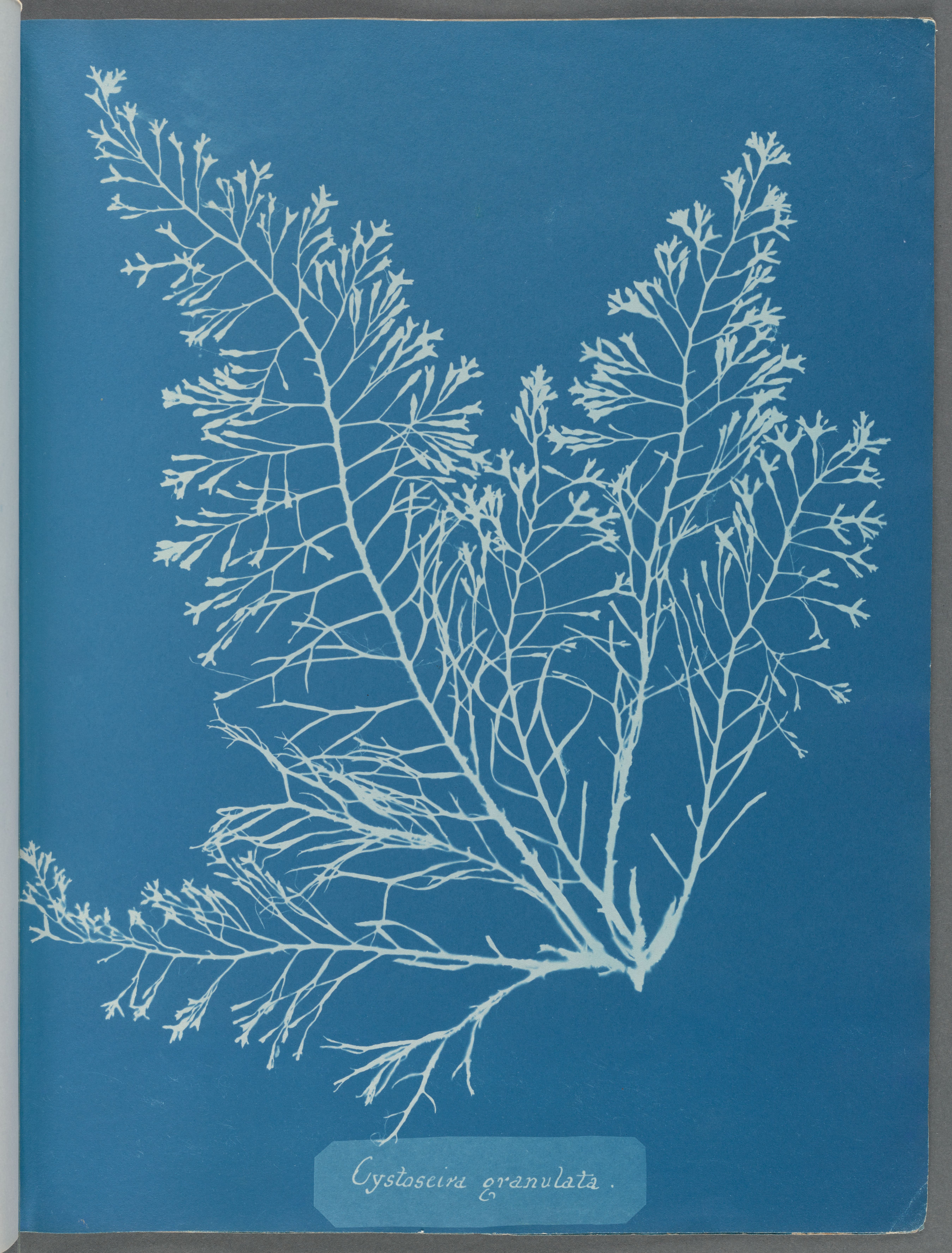cianotipia di una Cystoscira granulata